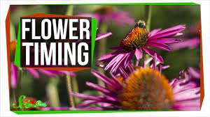 Ms.lehmann talks about the mystery doug mini lesson how do flowers bloom? How Do Flowers Know When To Bloom Youtube