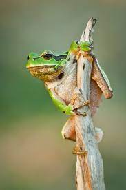 Hyla Arborea By Lukasz Jablonski 500px Cute Frogs Funny Frogs Amphibians