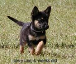 Baby German Shepherd And Doberman Mix Doberman Mix Cute Animals Cute Dogs And Puppies