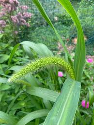 Image result for Setaria longiseta