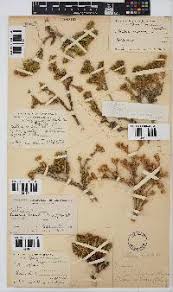 Image result for Melolobium calycinum