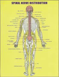 Distribution Subluxation Vertebral Spinal Spinal Spinal