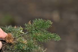 Image result for Abrodictyum