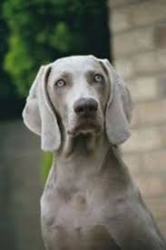 Weimaraner Dog Breed Puppies Weimaraner Dog Breeds Weimaraner Dogs