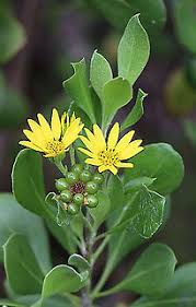 Image result for Chrysanthemoides monilifera