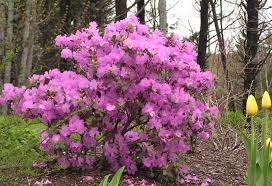 Image result for Rhododendron