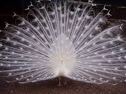 5 White Peafowl Hatching Eggs Eggs Peafowl Eggs Peafowl Fractals In Nature Hatching Eggs