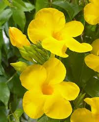 Image result for Mandevilla laxa