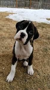 …every after in a whilst we choose blogs that we study. Boxer Puppies For Sale Colorado Springs Beyond Beautiful Boxers