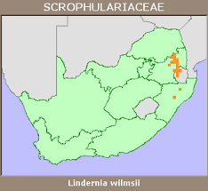 Image result for Linderniella wilmsii