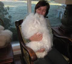 Angora Rabbit German Giant Foxy Www Etsy Com Listing 40721653 Angora Rabbit German Giant Foxy Giant Rabbit Angora Bunny German Angora