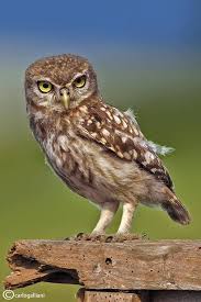 22310545 1453266691377302 3721310176382161492 N Jpg 639 960 Animals Owl Animal Pictures