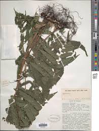 Image result for Pneumatopteris unita