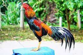 Ciri Ayam Laga Dari Thailand Ayam Juara Ayam Bangkok Ayam Thailand