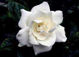 Gardenia My Favorite Flower Sugar Flowers Tutorial Gardenia Sugar Flowers