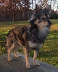 Black American Eskimo Dog Lumpkin The Long Haired Black And Tan Eskimo Chi Is Standing On A Wooden Picnic Table Unique Dog Breeds American Eskimo Dog Mix Hybrid Dogs
