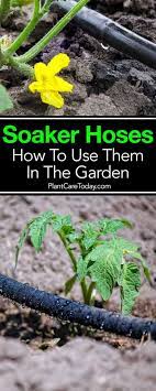 Soaker Hose What Are They How To Use A Drip Hose In The Garden Soaker Hose Drip Hose Soaker Hose Garden