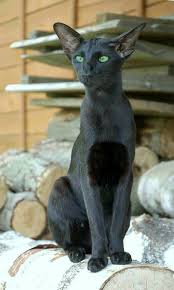 Black Oriental Shorthair Pretty Cats Oriental Shorthair Cats Beautiful Cats
