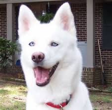 Siberian Husky Puppies Black And White With Blue Eyes White Husky With Blue Eyes Bing Images White Husky Husky Dogs Husky With Blue Eyes