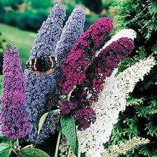 Image result for Buddleja davidii