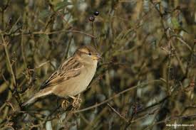 Black And White Bird With Long Orange Beak In Scotland A Simple Guide To Bird Id In Scotland Scottish Nature Notes Our Work The Rspb Community