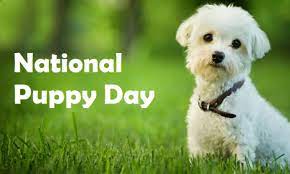 Counting down the days to puppy day. National Puppy Day 2021 Wishes Message Text Greeting Image Pic Smartphone Model