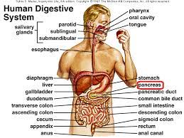 Is The Urethra Part Of The Urinary System What About The Bladder Kidneys And The Pancreas Socratic