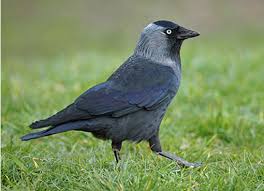 Youth national team and penn state women's soccer goalkeeper julia dohle has been forced to medically retire at the age of 19, due to a rare heart condition. 2012 01 Dohle Bund Naturschutz In Bayern E V