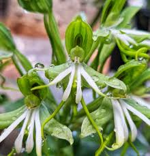 Image result for Bonatea