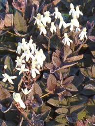 Image result for Clematis recta atropurpurea