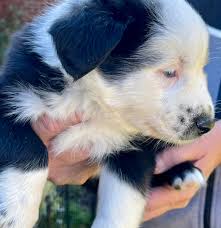 Copper Line Aussies added a new photo.