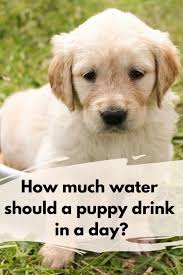 Learn how much water it is recommended to drink per day in cups (glasses), ounces, and milliliters to maintain proper homeostasis, stay healthy and use this hydration calculator to easily calculate your recommended daily water intake you need to keep yourself healthy and at peak physical and mental. How Much Water Should A Puppy Drink In A Day Bowwowtech
