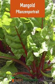 Das müssen sie bei der pflanzung und pflege des schmackhaften, vitaminreichen und dekorativen gemüses beachten. Mangold Tipps Zu Anbau Pflege Und Ernte Beetfreunde De Mangold Pflanzen Hochbeet Pflanzen Gemuse Pflanzen