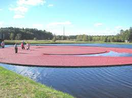 This course sets up well for leagues and outings especially, said jim gatza, director of golf at st. Cranberry Harvest Wet Picked Berries Carver Ma Favorite Places Hometown New England
