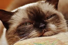 Pregnant Cat Nipples Vs Normal Cat Nipples: How To Tell The Difference? -  Cats.Com