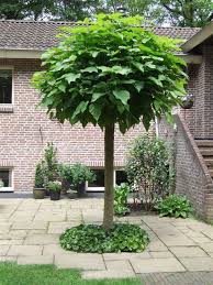 Boom Voortuin Ich Denke Dies Konnte Eine Variation Des Baums Sein Den Wir In Unserem Vorder Und Hinterhof Haben Und W Garten Baume Garten Blumen Fur Garten