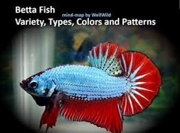 betta fish variety types colors and patterns full chart