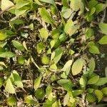 Image result for Ranalisma