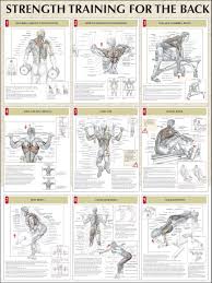 Strength Training For The Back Chart Gym Workouts