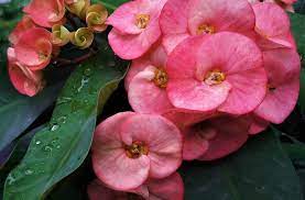 Maybe you would like to learn more about one of these? 7 Fakta Euphorbia Tanaman Hias Berduri Yang Sempat Dipuja Puja Pada Masanya