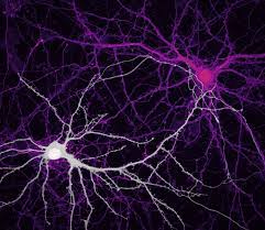 34 Fotos de Neuronas