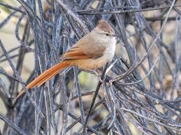 Image result for Tinnea apiculata