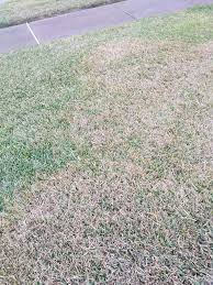 Otherwise, sod is easy to plant over cleared and tilled ground. How To Treat Brown Patches In Your St Augustine Grass