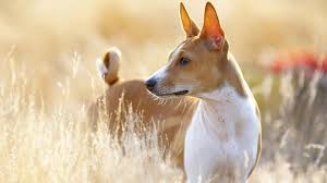 However, there are still a number of. Dog Names From Movies More For Females One Source Pets