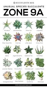 Learn how to correctly pot your plant and choose the appropriate soil type. Choosing Succulents For Zone 9 California Florida And Arizona Types Of Succulents Plants Planting Succulents Plants