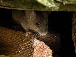 How does ehrlich's mouse control service work? Do Dryer Sheets Keep Mice Away Diy Rodent Deterrents Rats In Wi