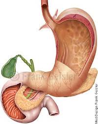 Anatomie Magen Ventriculus Gaster Mit Zwolffingerdarm Duodenum Gallenblase Und Bauchspeicheldruse Pankreas Anatomie Des Menschen Anatomie Magen