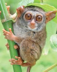 11 Animal Wonders Of Evolution Unique Animals Rare Animals Animals Beautiful