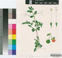 Image result for Turraea obtusifolia