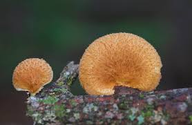 Image result for Nesaea polycephala